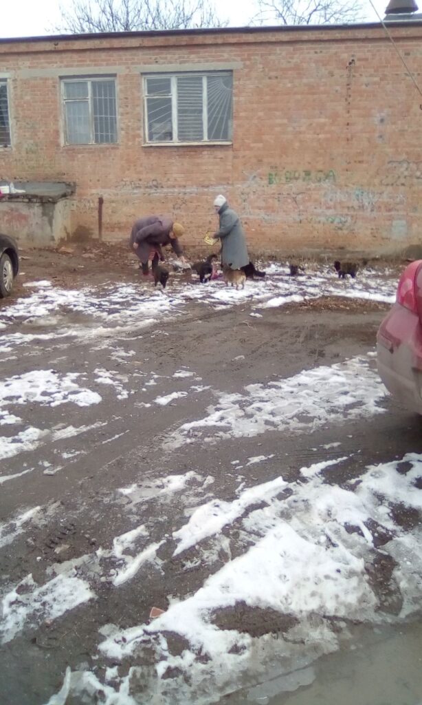 Старушки кормят кошек в Таганроге