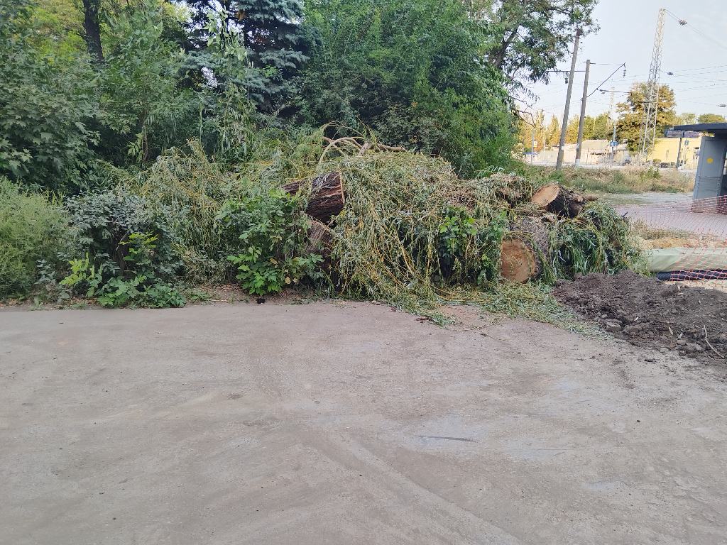 Спилили иву у Нового Вокзала в Таганроге